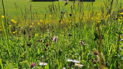 Sommer in den Bergen