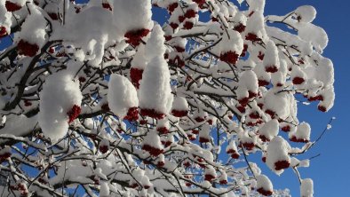 Vogelbeerbaum, © Hansjörg Schneider