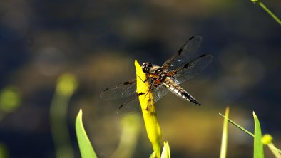 LIBELLULA  77