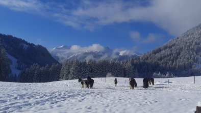 Ponys Huberbauer Hof