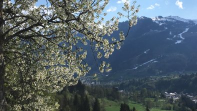 Kirschblüte im Frühling