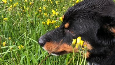 Jimmy unser Hofhund