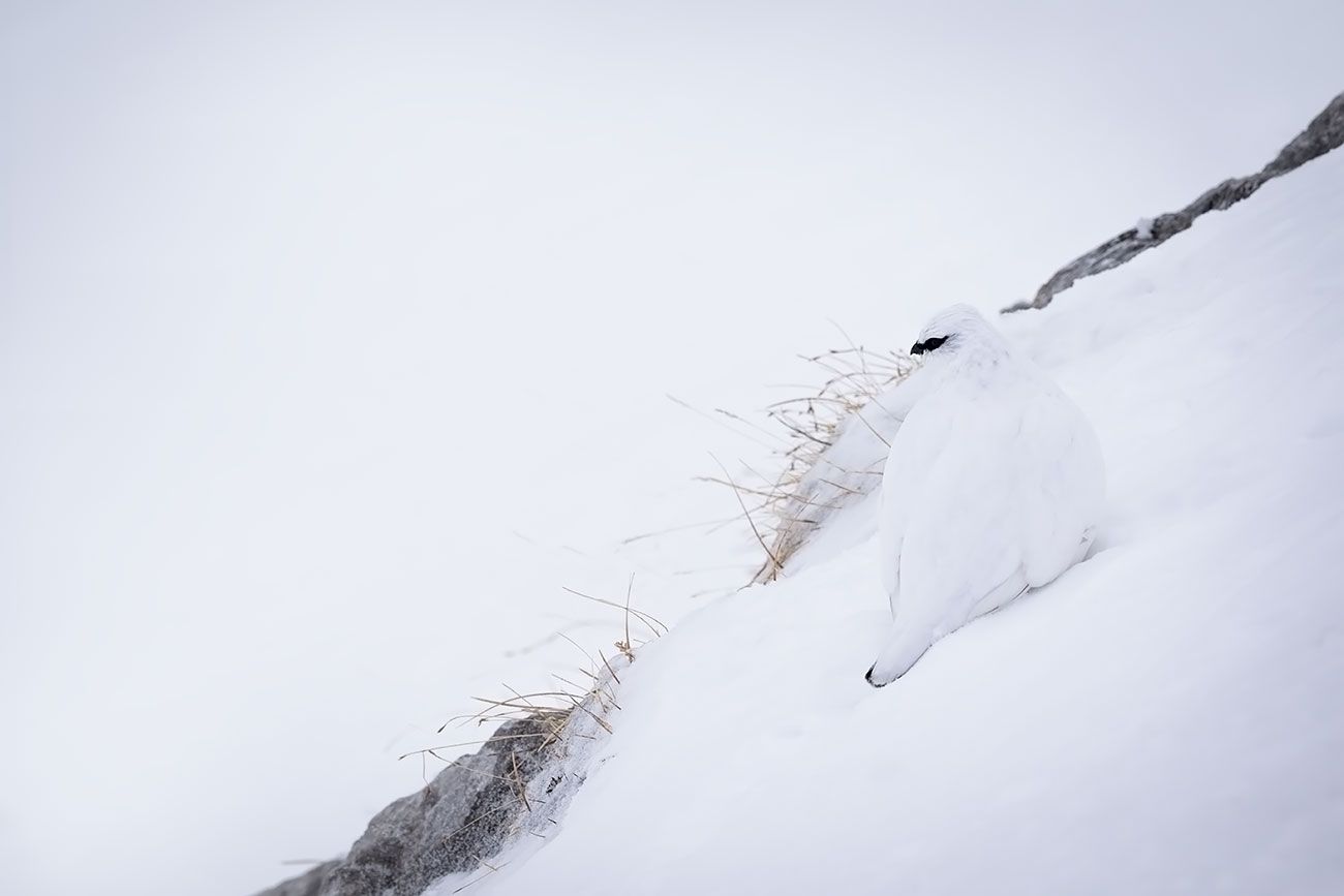 Weißes Schneehuhn im steilen Schneehang