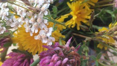 Wiesenblumen