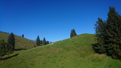 Achentalalm Kragenjoch Rechte Wildschönau Tourismu