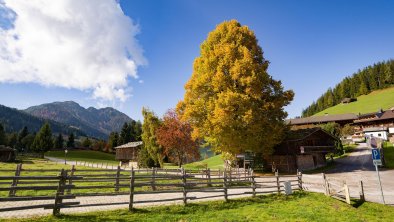 Herbstimpressionen_TVB_Wildschoenau_Dabernig_10_20