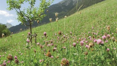 Frische Wiesen hinter der Olgahütte