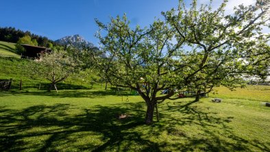 Hinterwaldhof-Obstbäume