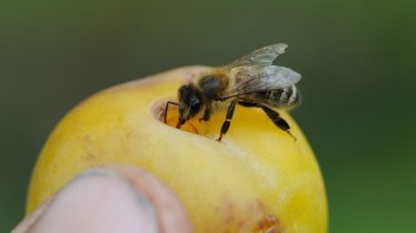 Unsere_Bienen_Alberhof