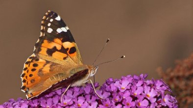 Schmetterling