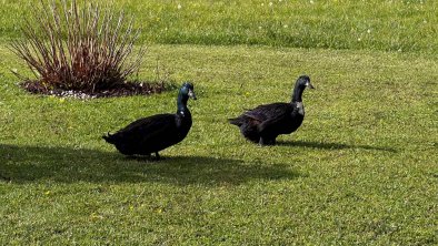 Hinterwaldhof-Enten