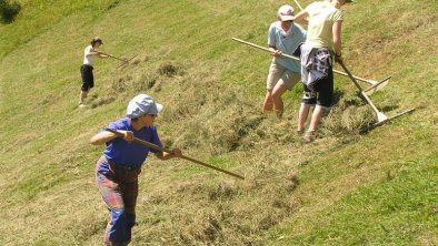 Mithilfe bei der Heuernte möglich