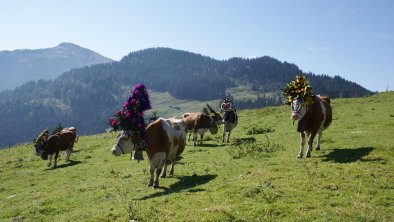 Almabtrieb Wildschönau geschmückte Kühe auf der We