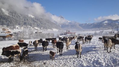 Unsere Kühe und Kälber