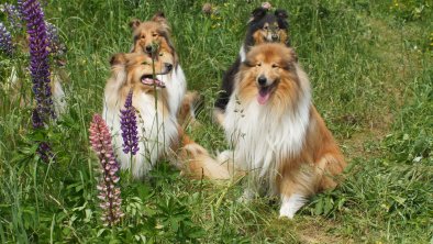 Die-Colliefamilie