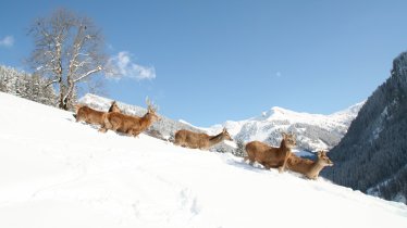 Wildpark Aurach, © Wildpark Aurach