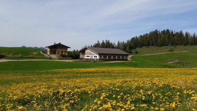 Moahof Appartements Alpbach, unsere Alm, © Klingler Sandra