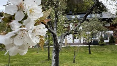 Beim Talschuster Frühling