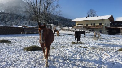 Pferdekoppel im Winter