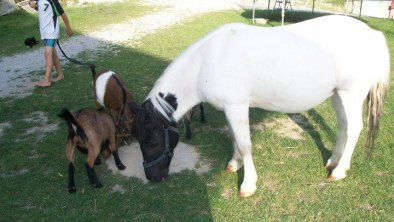 Unsere Tiere bei fressen