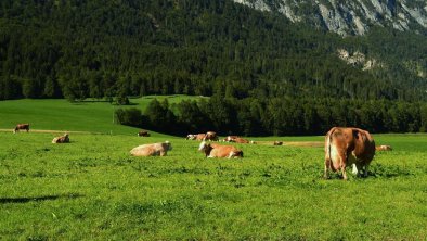 Bauernhof Berndlerhof Langkampfen unsere Kühe