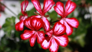 Sommer Balkonblumen, © Bergfrieden