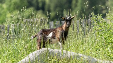 https://images.seekda.net/AT_UAB7-07-23-06/web-ortnerhof-tiere-8820.jpg