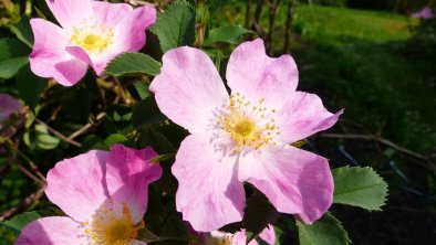 Sommerliches  Naturgarten-Detail, © R. Fuchs