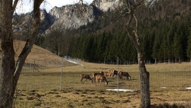 Urlaub am Bauernhof Berghof Haselsberger