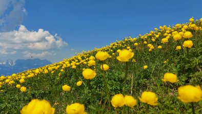 Butterblumen am Hahnenkamm