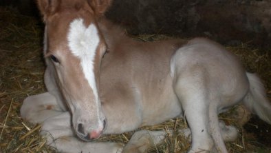 Tiere unseres Bauernhofes