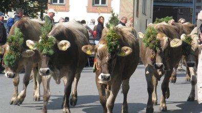 Unsere Kühe beim Almabtrieb