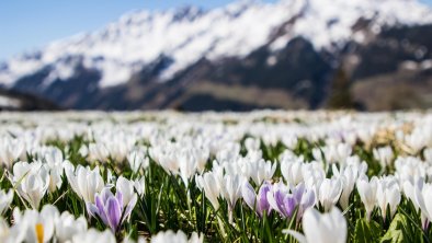 Krokuswiese Frühlings Erwachen Wildschönau  Frühli