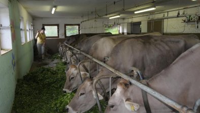 Unsere Kühe freuen sich über Besuch!