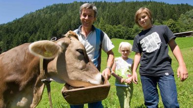 Tiere am Bauernhof - Kühe