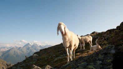 Schafherde im Gebirge