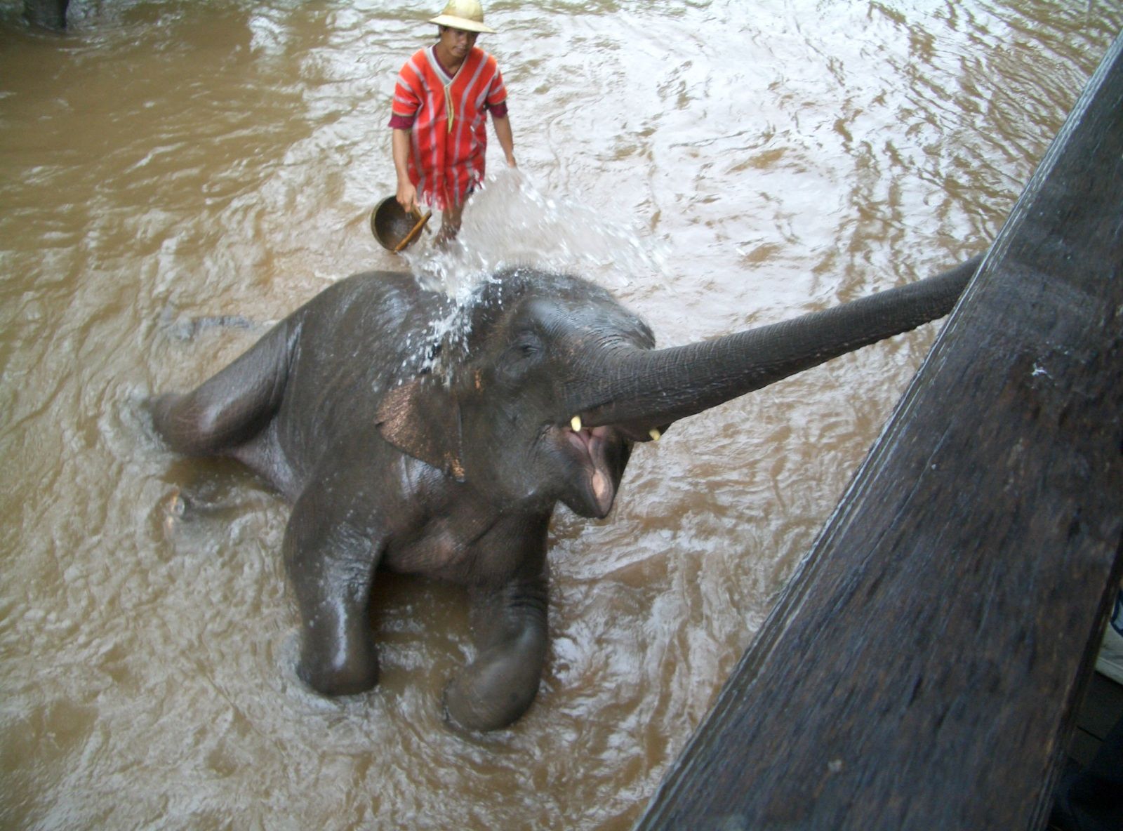 Ein Elefant in Thailand