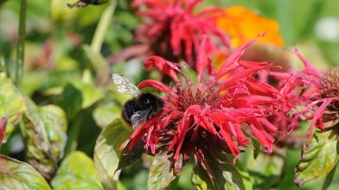 Unser_Kräutergarten-Monarde_Alberhof