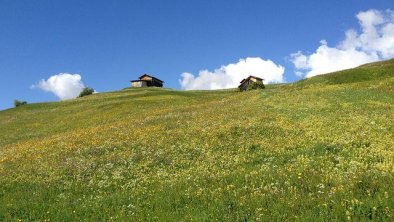 Wiesenblumen