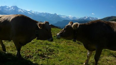 Urlaub am Bauernhof Zell im Zillertal