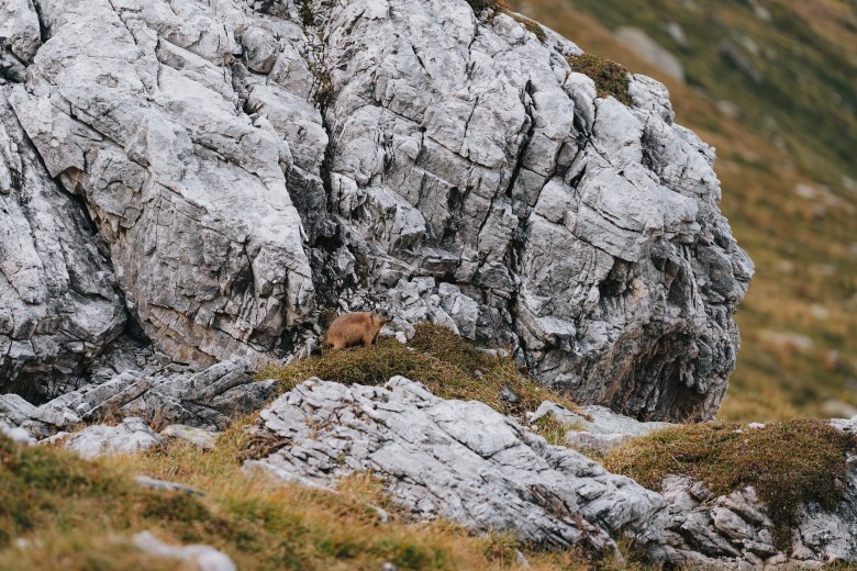 Murmeltier, © Tirol Werbung / Johannes Bitter