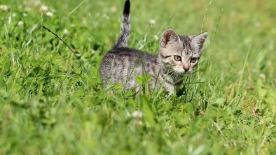 Tiere am Bauernhof - Katzen