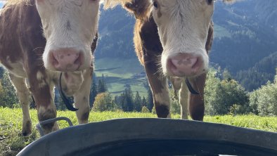 Aussergraben_Alpbach_Tiere