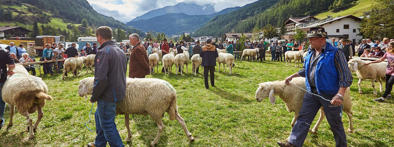 Beim Schaferfest in Sölden werden die schönsten Tiere prämiert, © Anton Klocker