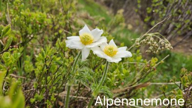 Alpenanemone