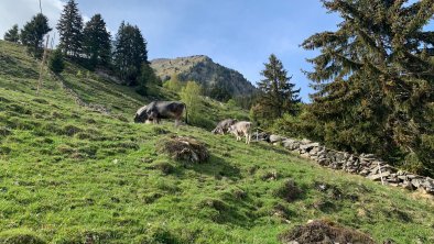 Innerböden_Hagn_Almsommer 2020 (15)