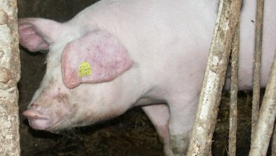 https://images.seekda.net/AT_UAB7-02-05-07/Schwein.jpg