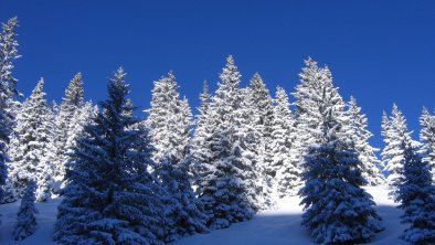 Schneebäume