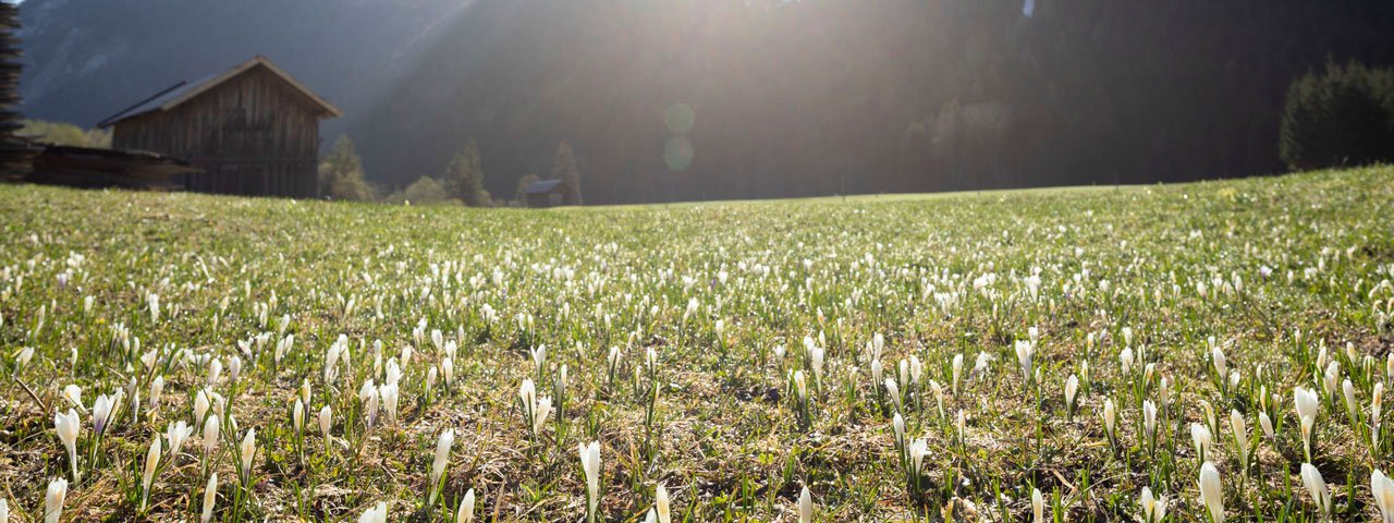 Frühlingswanderung im Leutaschtal, © Tirol Werbung/Mario Webhofer