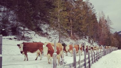 Ferienwohnung Hinterwinkl - Tiere